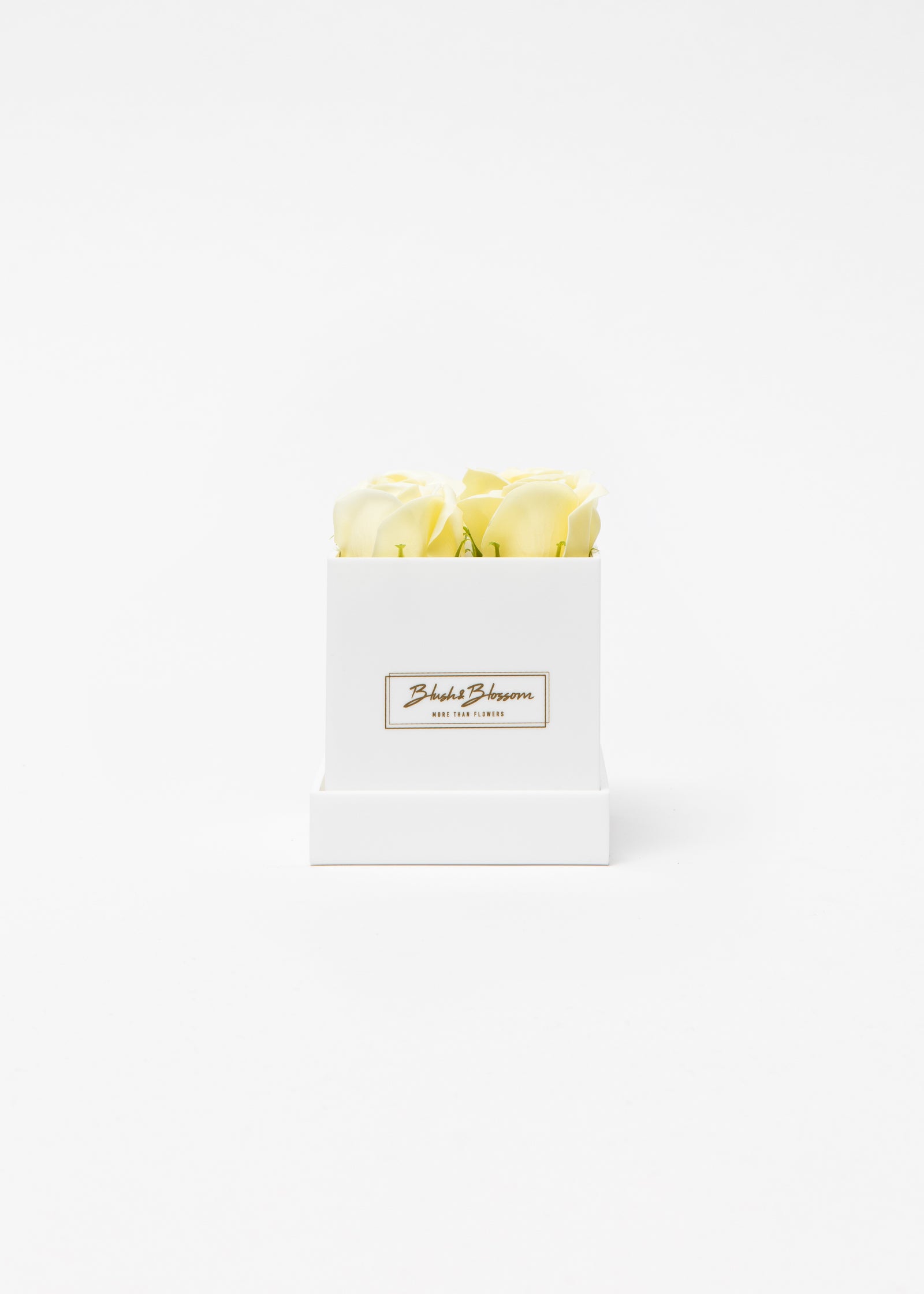 Coffret Opal